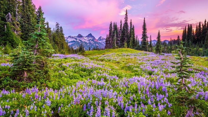 4K Mount Rainier National Park lupine field at sunset