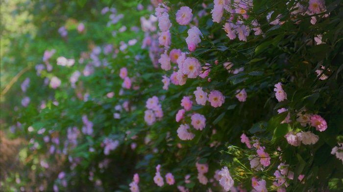 Pink flowers in a garden