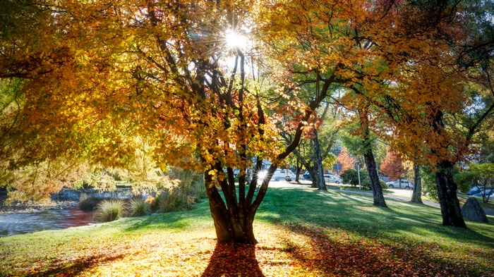 Autumn trees with sun rays over a river in New Zealand
