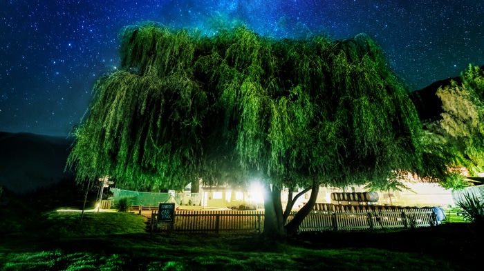 4K starry night over a weeping willow tree in New Zealand