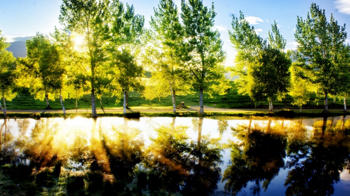 4K trees and water with sunlight reflection