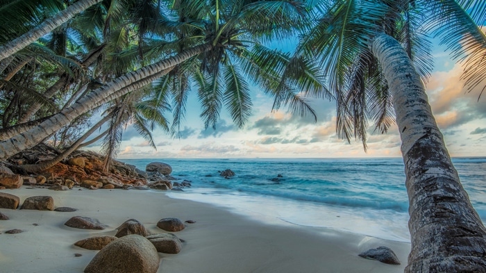 4K tropical beach with palm trees and ocean waves