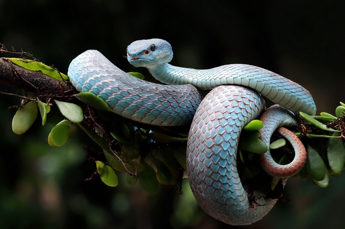 4K Blue Viper Snake on a Branch
