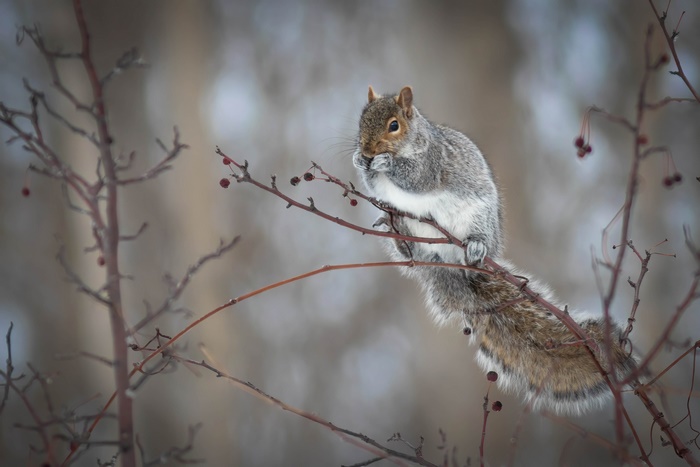 Squirrel eating on a branch in winter