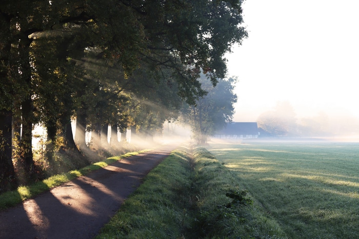 4K nature path with trees and fog