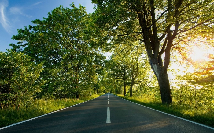 Road lined with trees and sunbeams