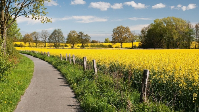 A winding road through a yellow rapeseed field