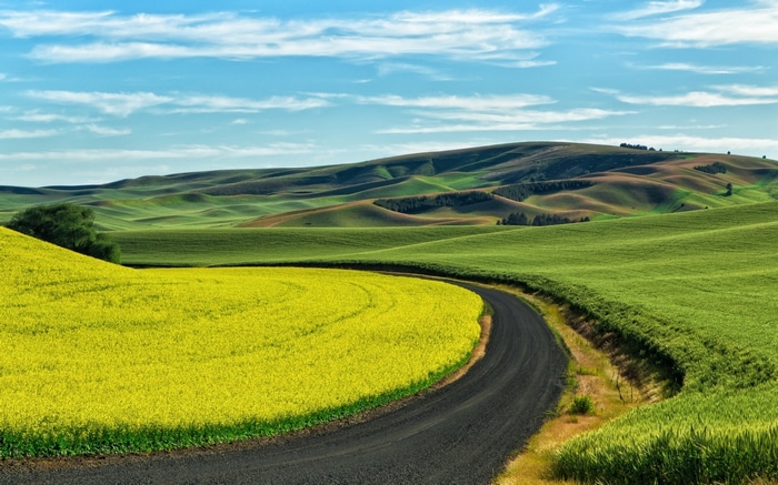 Winding road through rolling green and yellow fields under a blue sky