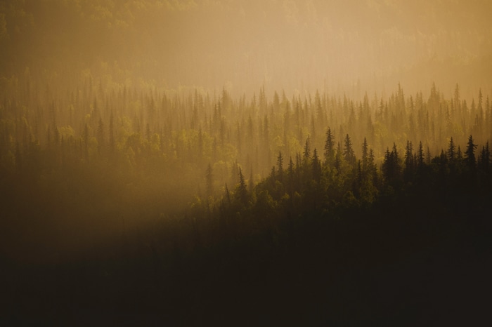 4K forest with pine trees at sunset