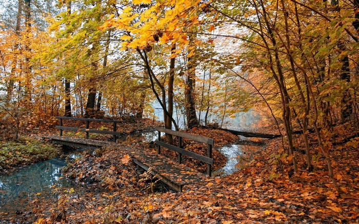 Autumn forest with bridges over a stream