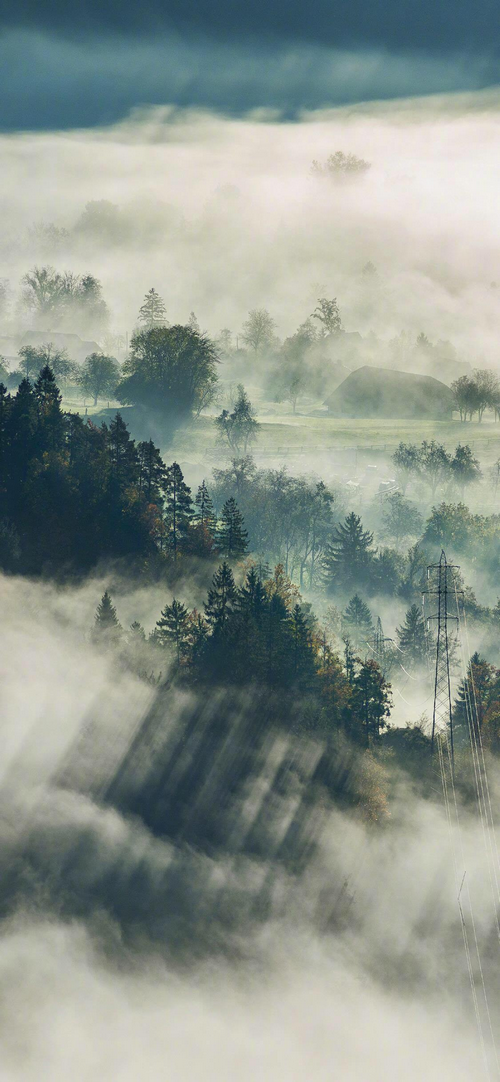 Misty forest with power lines and sunbeams