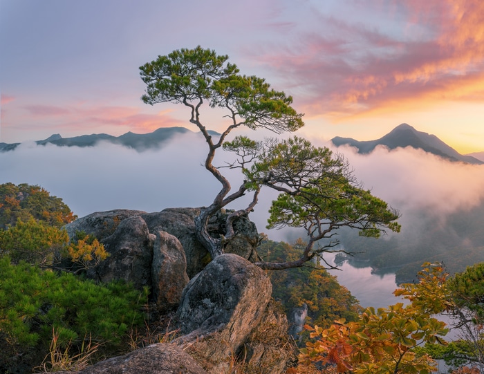 Pine trees on rocks overlooking misty mountains at sunset in South Korea