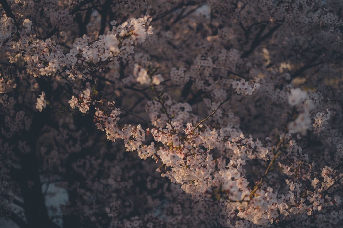 Cherry blossoms on a tree branch