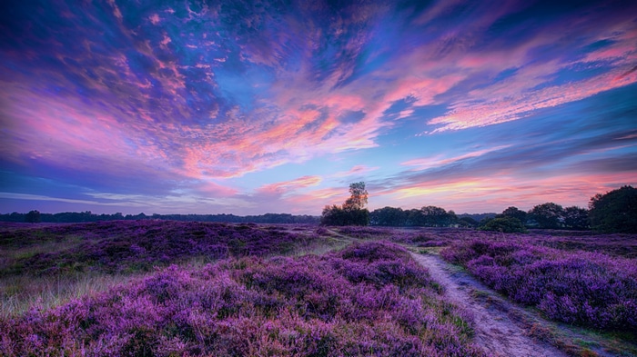 4K landscape of a field of purple flowers at sunset