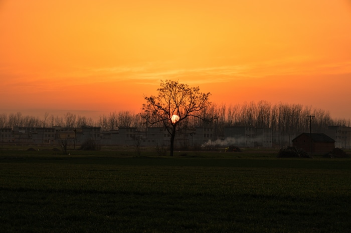 Sunset glow behind a tree with sun rays