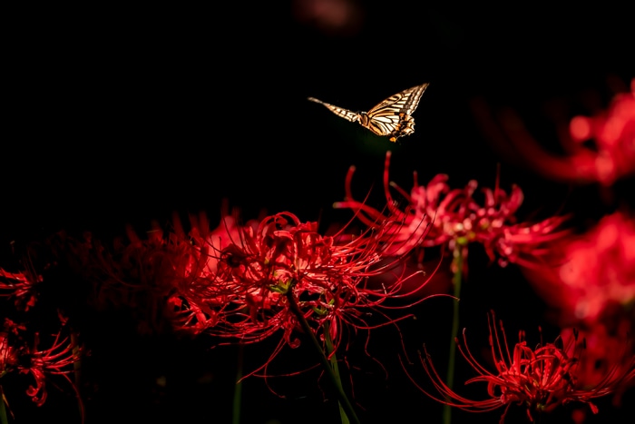 Butterfly flying over red spider lilies in darkness