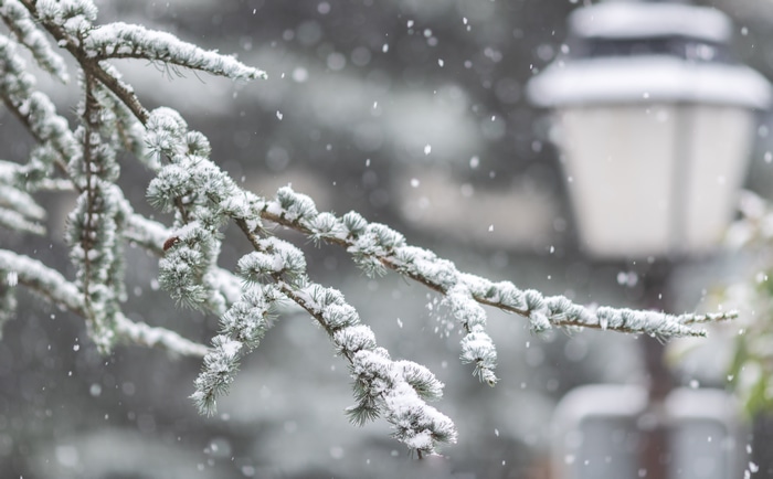 Snowing on a pine tree branch with a street light