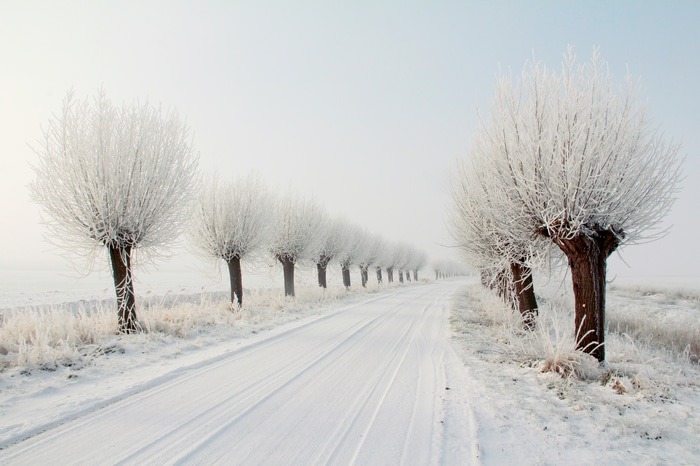 Snowy road lined with frosted trees in winter