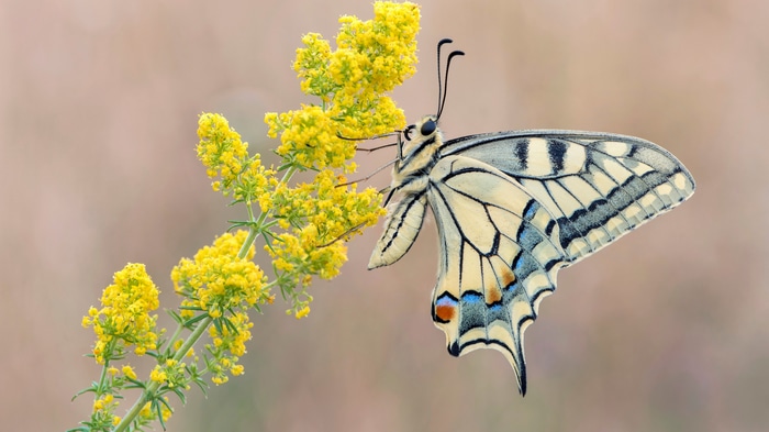 4K Swallowtail Butterfly on Yellow Flowers