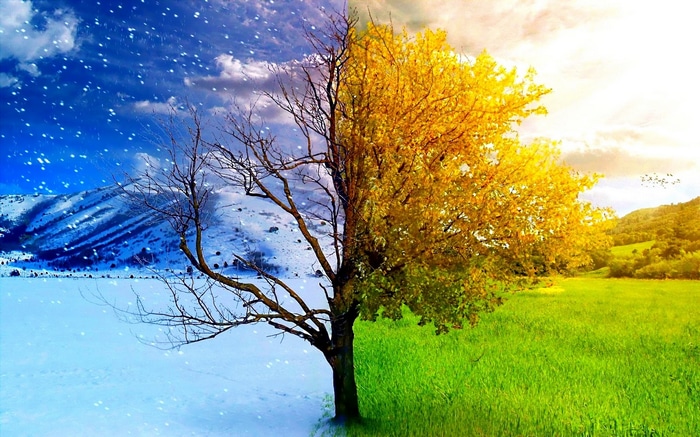 Tree showing four seasons: winter, fall, and spring/summer