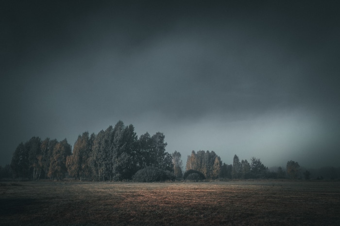 Trees in a field under a cloudy sky