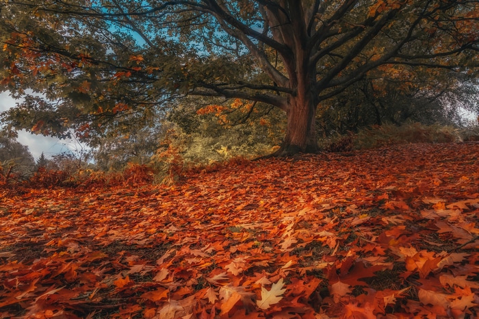 4K fall leaves cover the ground under a large tree