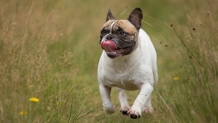 French Bulldog running through tall grass