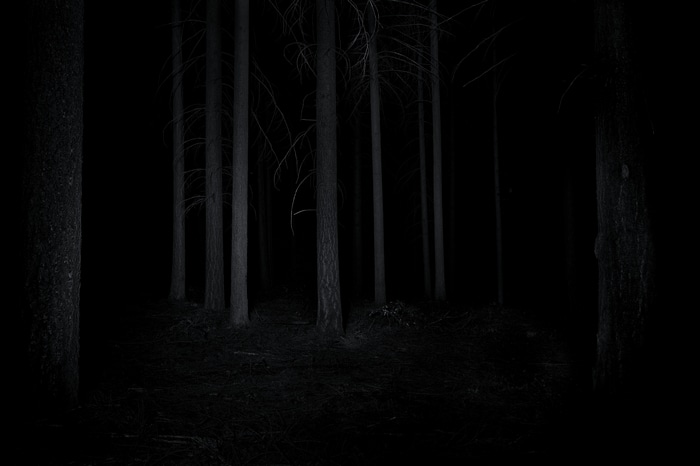 Monochrome spooky forest at night