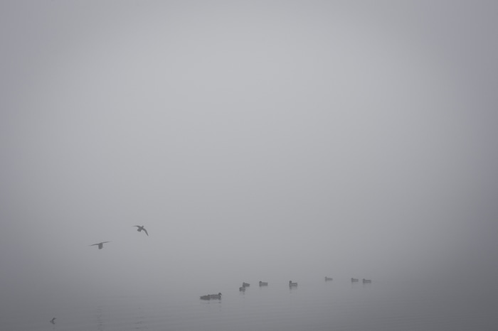 Birds flying and swimming in misty water