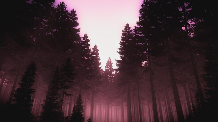 DayZ forest with tall pine trees and pink fog