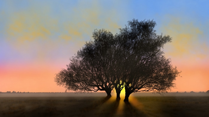 Digital painting of trees at sunset
