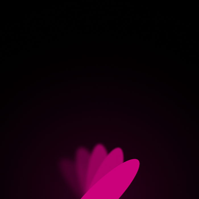 Pink petals on a black background