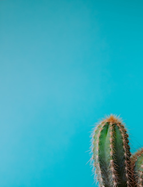 Green cactus with sharp thorns on a blue background