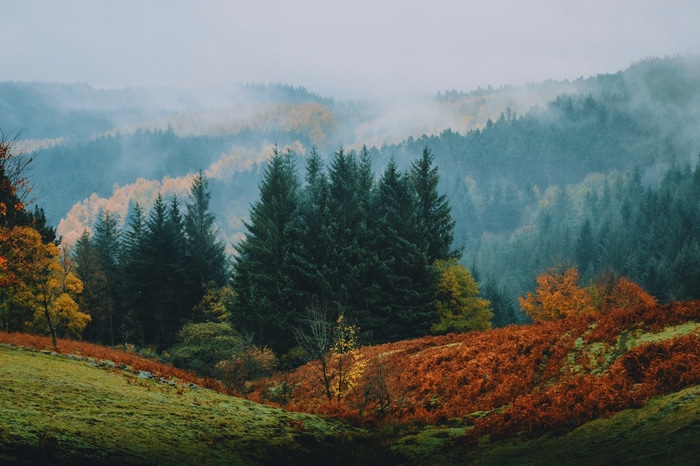 Misty forest landscape in autumn with pine trees
