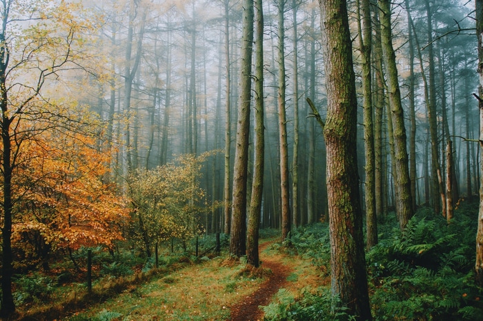Misty forest path with autumn trees