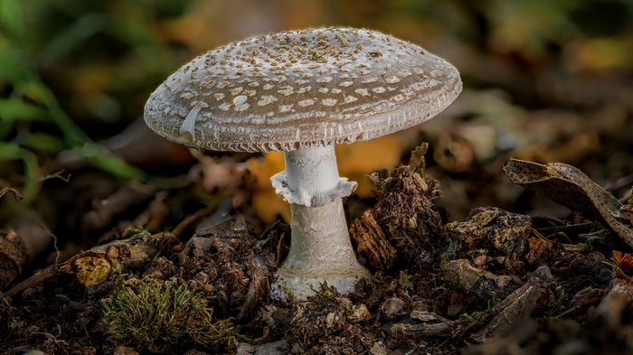 4K macro shot of a brown and white mushroom