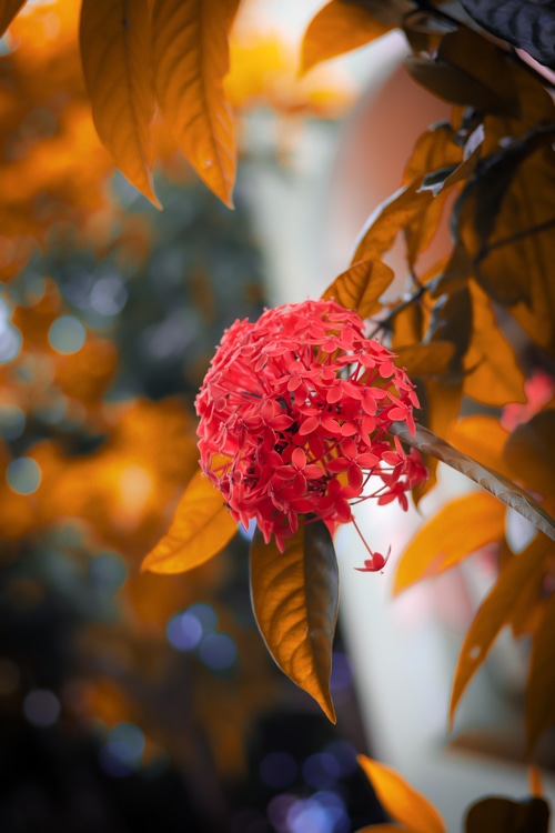 Red Ixora flower cluster with orange leaves and bokeh