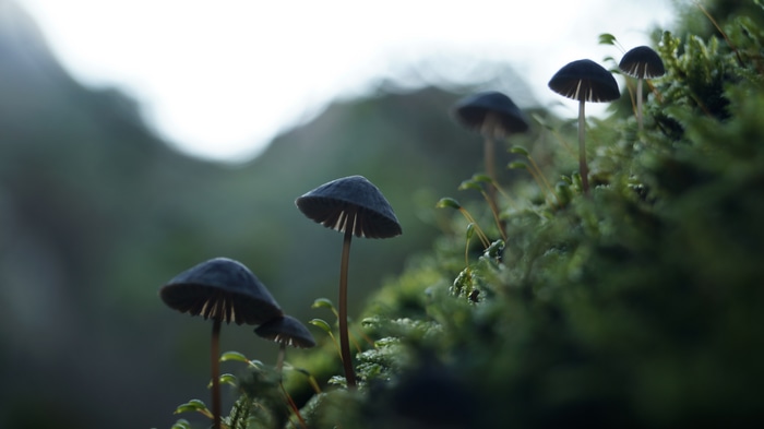 Small mushrooms growing on moss