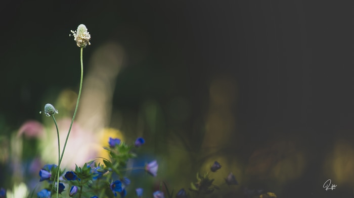 4K nature plants and flowers