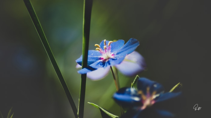 4K blue flowers in nature