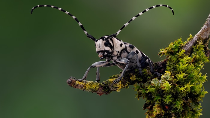 4K longhorn beetle on a mossy branch