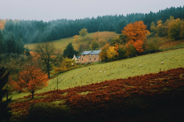 Autumn landscape with a stone house and sheep