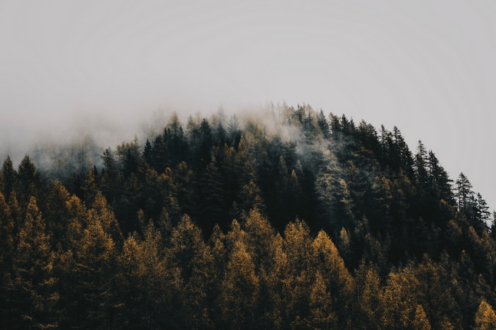Misty forest landscape with pine trees