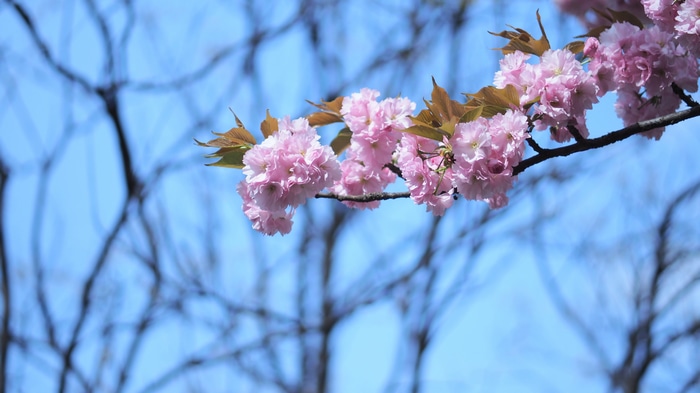 4K Cherry blossom branch in spring