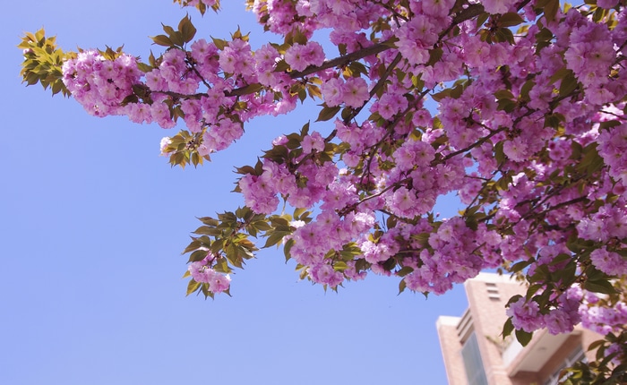 4K Cherry Blossoms Against Blue Sky