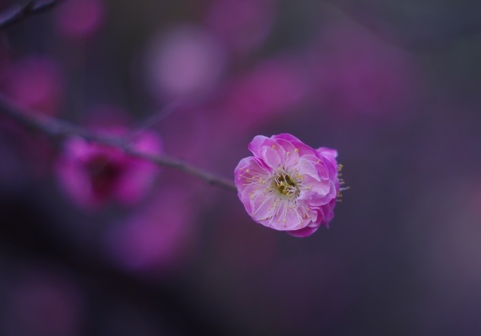 4K Plum Blossom Flower
