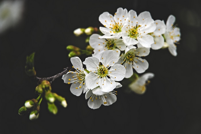 4K Plum Blossom Flowers on a Branch