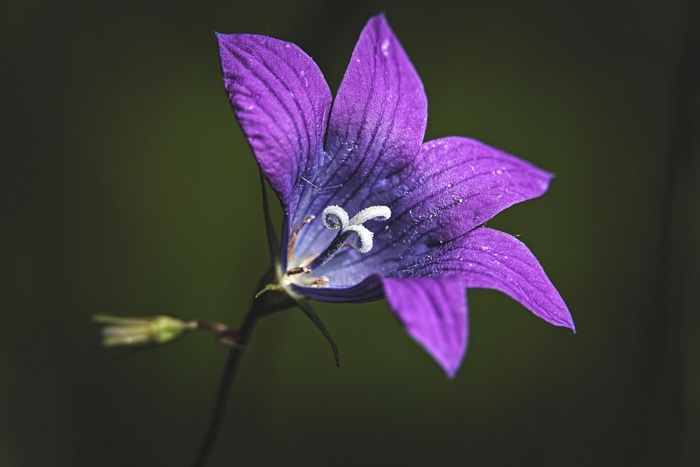 Purple bellflower with dark background
