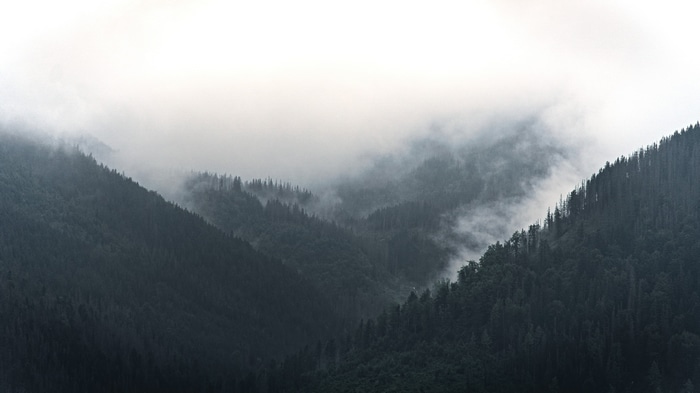 Misty mountains covered in pine trees