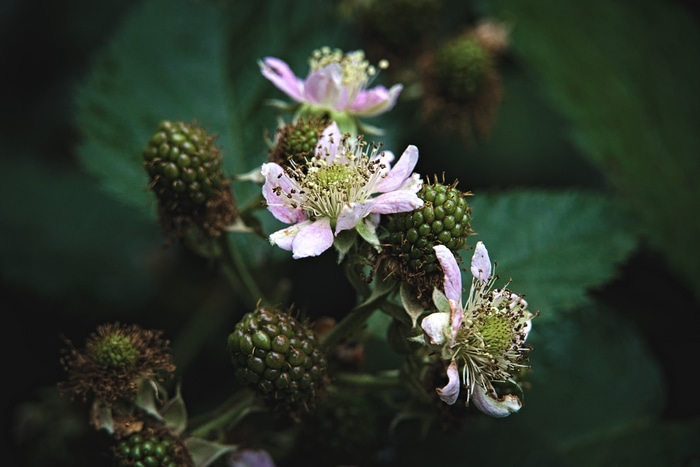 Blackberry flowers and unripe fruit